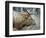 A Bull Elk Grazes in the Rocky Mountains in Jasper NP, Canada-Richard Wright-Framed Photographic Print