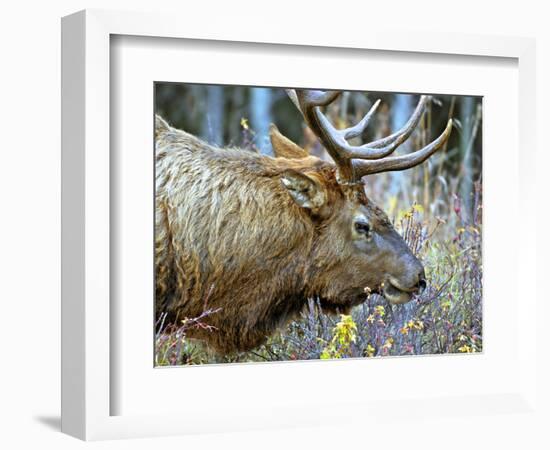 A Bull Elk Grazes in the Rocky Mountains in Jasper NP, Canada-Richard Wright-Framed Photographic Print