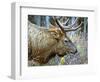 A Bull Elk Grazes in the Rocky Mountains in Jasper NP, Canada-Richard Wright-Framed Photographic Print