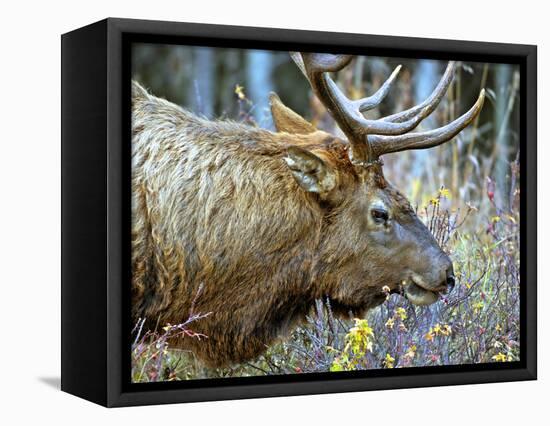 A Bull Elk Grazes in the Rocky Mountains in Jasper NP, Canada-Richard Wright-Framed Stretched Canvas