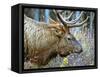 A Bull Elk Grazes in the Rocky Mountains in Jasper NP, Canada-Richard Wright-Framed Stretched Canvas