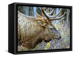 A Bull Elk Grazes in the Rocky Mountains in Jasper NP, Canada-Richard Wright-Framed Stretched Canvas