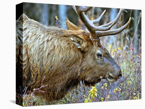 A Bull Elk Grazes in the Rocky Mountains in Jasper NP, Canada-Richard Wright-Stretched Canvas