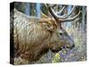 A Bull Elk Grazes in the Rocky Mountains in Jasper NP, Canada-Richard Wright-Stretched Canvas