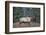 A Bull Elk Grazes in the Rocky Mountains in Jasper NP, Canada-Richard Wright-Framed Photographic Print