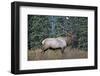 A Bull Elk Grazes in the Rocky Mountains in Jasper NP, Canada-Richard Wright-Framed Photographic Print