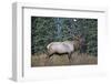 A Bull Elk Grazes in the Rocky Mountains in Jasper NP, Canada-Richard Wright-Framed Photographic Print