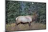 A Bull Elk Grazes in the Rocky Mountains in Jasper NP, Canada-Richard Wright-Mounted Photographic Print