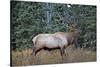 A Bull Elk Grazes in the Rocky Mountains in Jasper NP, Canada-Richard Wright-Stretched Canvas