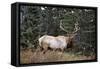 A Bull Elk Grazes, Rocky Mts, Jasper National Park, Canada-Richard Wright-Framed Stretched Canvas