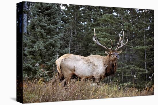 A Bull Elk Grazes, Rocky Mts, Jasper National Park, Canada-Richard Wright-Stretched Canvas