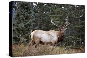 A Bull Elk Grazes, Rocky Mts, Jasper National Park, Canada-Richard Wright-Stretched Canvas