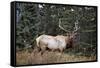 A Bull Elk Grazes, Rocky Mts, Jasper National Park, Canada-Richard Wright-Framed Stretched Canvas