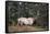 A Bull Elk Grazes, Rocky Mts, Jasper National Park, Canada-Richard Wright-Framed Stretched Canvas