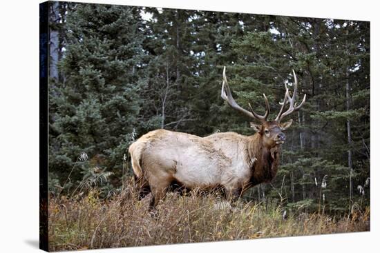 A Bull Elk Grazes, Rocky Mts, Jasper National Park, Canada-Richard Wright-Stretched Canvas