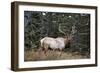 A Bull Elk Grazes, Rocky Mts, Jasper National Park, Canada-Richard Wright-Framed Photographic Print