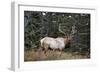 A Bull Elk Grazes, Rocky Mts, Jasper National Park, Canada-Richard Wright-Framed Photographic Print