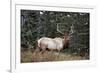 A Bull Elk Grazes, Rocky Mts, Jasper National Park, Canada-Richard Wright-Framed Photographic Print