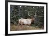 A Bull Elk Grazes, Rocky Mts, Jasper National Park, Canada-Richard Wright-Framed Photographic Print