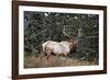 A Bull Elk Grazes, Rocky Mts, Jasper National Park, Canada-Richard Wright-Framed Photographic Print