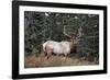 A Bull Elk Grazes, Rocky Mts, Jasper National Park, Canada-Richard Wright-Framed Photographic Print