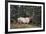 A Bull Elk Grazes, Rocky Mts, Jasper National Park, Canada-Richard Wright-Framed Photographic Print