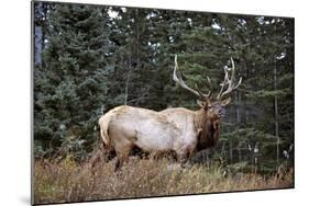 A Bull Elk Grazes, Rocky Mts, Jasper National Park, Canada-Richard Wright-Mounted Photographic Print