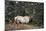 A Bull Elk Grazes, Rocky Mts, Jasper National Park, Canada-Richard Wright-Mounted Photographic Print