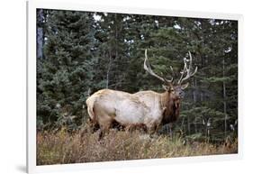 A Bull Elk Grazes, Rocky Mts, Jasper National Park, Canada-Richard Wright-Framed Photographic Print