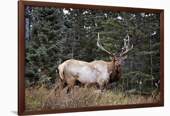 A Bull Elk Grazes, Rocky Mts, Jasper National Park, Canada-Richard Wright-Framed Photographic Print