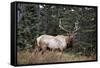 A Bull Elk Grazes, Rocky Mts, Jasper National Park, Canada-Richard Wright-Framed Stretched Canvas