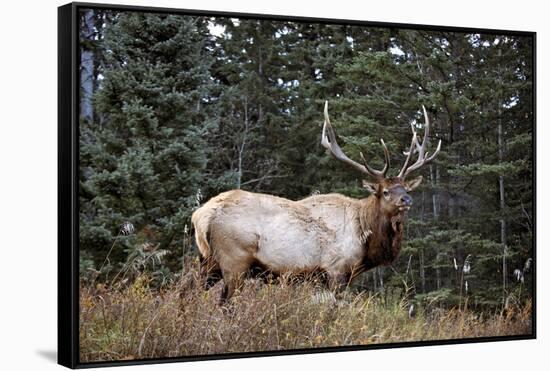 A Bull Elk Grazes, Rocky Mts, Jasper National Park, Canada-Richard Wright-Framed Stretched Canvas