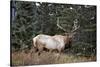 A Bull Elk Grazes, Rocky Mts, Jasper National Park, Canada-Richard Wright-Stretched Canvas