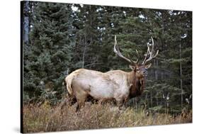 A Bull Elk Grazes, Rocky Mts, Jasper National Park, Canada-Richard Wright-Stretched Canvas