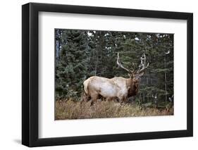 A Bull Elk Grazes, Rocky Mts, Jasper National Park, Canada-Richard Wright-Framed Photographic Print