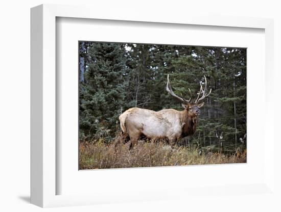 A Bull Elk Grazes, Rocky Mts, Jasper National Park, Canada-Richard Wright-Framed Photographic Print