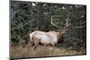 A Bull Elk Grazes, Rocky Mts, Jasper National Park, Canada-Richard Wright-Mounted Photographic Print