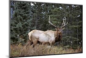 A Bull Elk Grazes, Rocky Mts, Jasper National Park, Canada-Richard Wright-Mounted Photographic Print