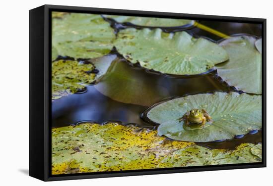 A Bull Frog, on a Lily Pad at Massachusetts Audubon's Wellfleet Bay Wildlife Sanctuary-Jerry and Marcy Monkman-Framed Stretched Canvas