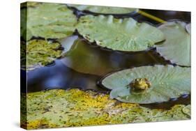 A Bull Frog, on a Lily Pad at Massachusetts Audubon's Wellfleet Bay Wildlife Sanctuary-Jerry and Marcy Monkman-Stretched Canvas