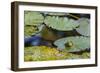 A Bull Frog, on a Lily Pad at Massachusetts Audubon's Wellfleet Bay Wildlife Sanctuary-Jerry and Marcy Monkman-Framed Photographic Print