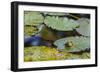 A Bull Frog, on a Lily Pad at Massachusetts Audubon's Wellfleet Bay Wildlife Sanctuary-Jerry and Marcy Monkman-Framed Photographic Print