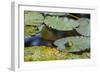 A Bull Frog, on a Lily Pad at Massachusetts Audubon's Wellfleet Bay Wildlife Sanctuary-Jerry and Marcy Monkman-Framed Photographic Print