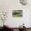 A Bull Frog, on a Lily Pad at Massachusetts Audubon's Wellfleet Bay Wildlife Sanctuary-Jerry and Marcy Monkman-Photographic Print displayed on a wall