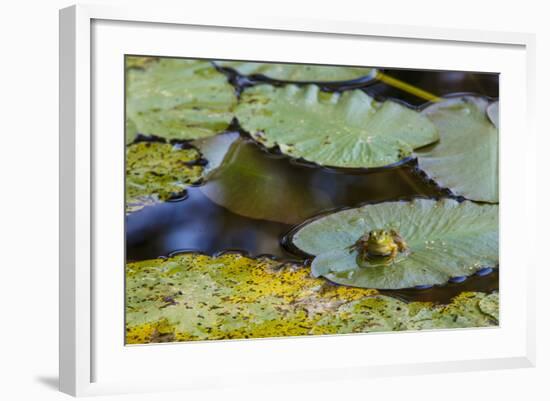 A Bull Frog, on a Lily Pad at Massachusetts Audubon's Wellfleet Bay Wildlife Sanctuary-Jerry and Marcy Monkman-Framed Photographic Print