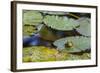 A Bull Frog, on a Lily Pad at Massachusetts Audubon's Wellfleet Bay Wildlife Sanctuary-Jerry and Marcy Monkman-Framed Photographic Print