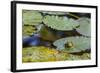 A Bull Frog, on a Lily Pad at Massachusetts Audubon's Wellfleet Bay Wildlife Sanctuary-Jerry and Marcy Monkman-Framed Photographic Print