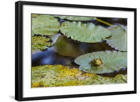 A Bull Frog, on a Lily Pad at Massachusetts Audubon's Wellfleet Bay Wildlife Sanctuary-Jerry and Marcy Monkman-Framed Photographic Print