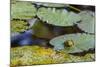 A Bull Frog, on a Lily Pad at Massachusetts Audubon's Wellfleet Bay Wildlife Sanctuary-Jerry and Marcy Monkman-Mounted Photographic Print