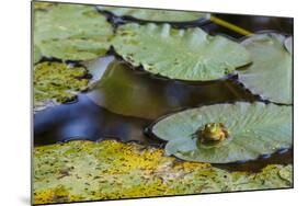 A Bull Frog, on a Lily Pad at Massachusetts Audubon's Wellfleet Bay Wildlife Sanctuary-Jerry and Marcy Monkman-Mounted Photographic Print